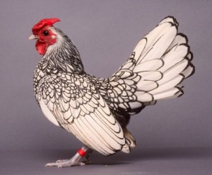 sebright_poule