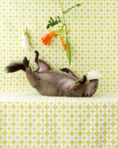 des-animaux-morts-en-nature-morte-par-kimberly-witham-2