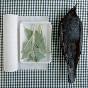 des-animaux-morts-en-nature-morte-par-kimberly-witham-3